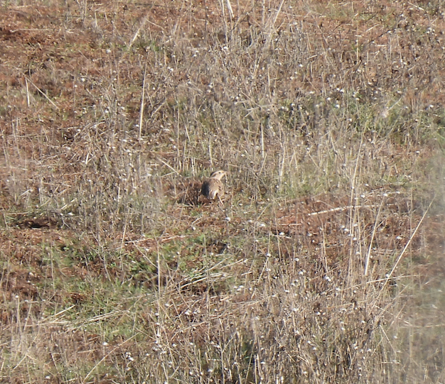 Western Meadowlark - Bill Cone