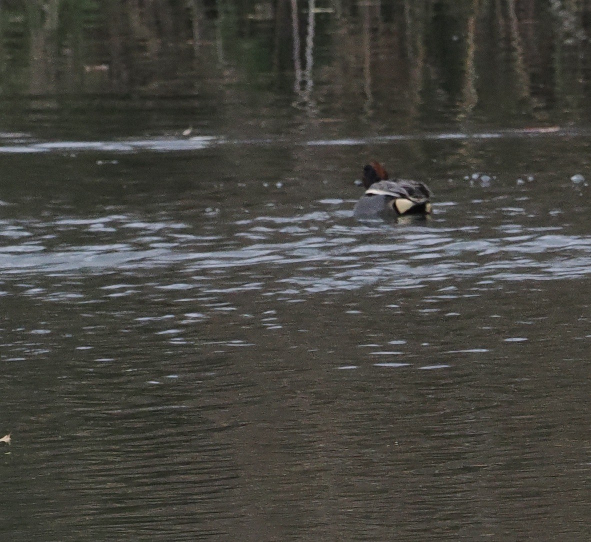 Green-winged Teal (Eurasian) - Bob Foehring