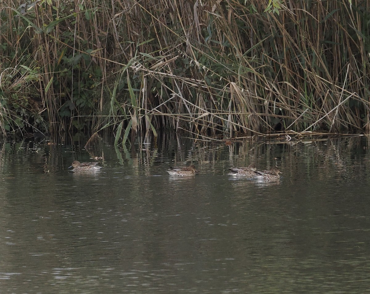 Green-winged Teal (Eurasian) - Bob Foehring