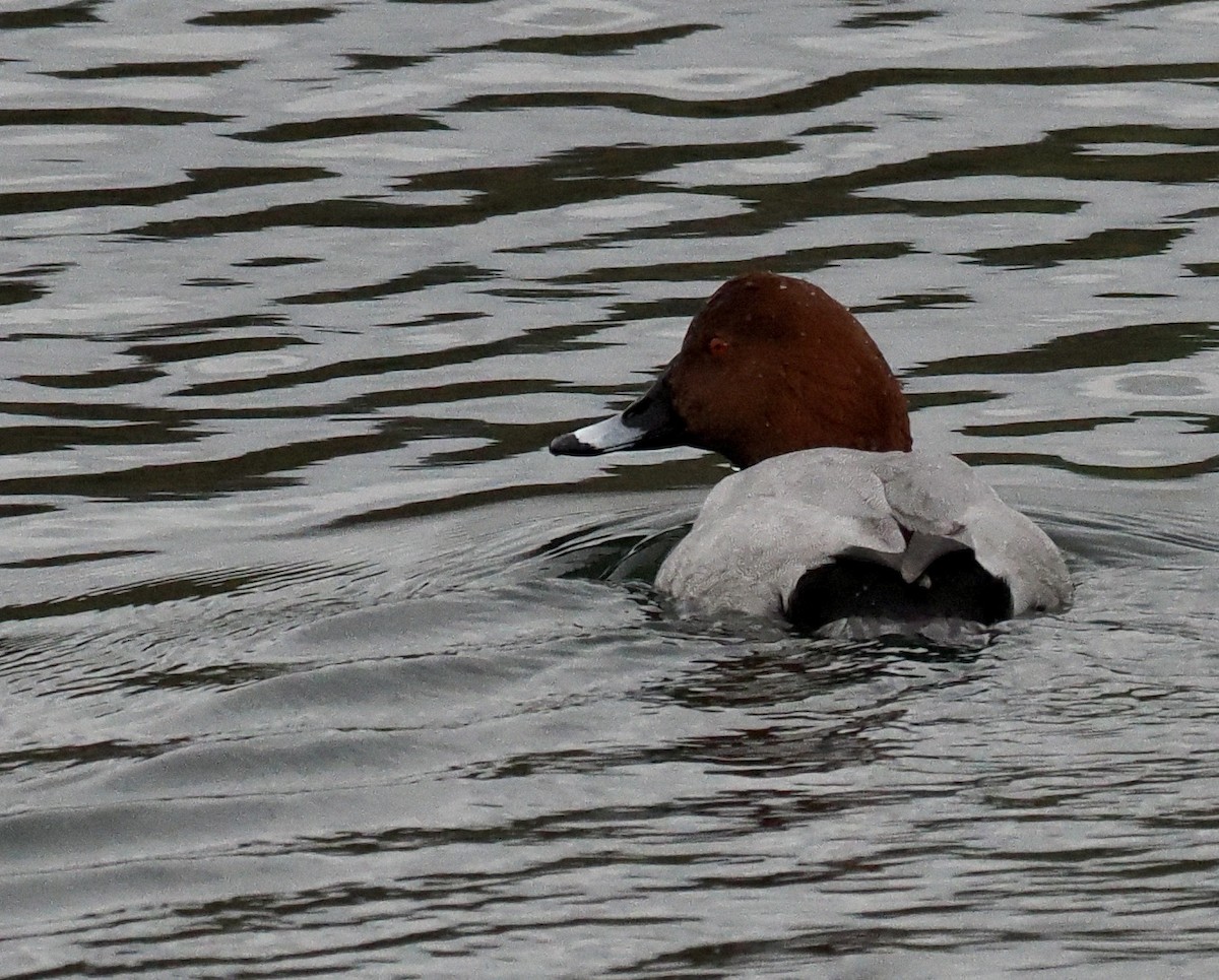 Common Pochard - ML511022221