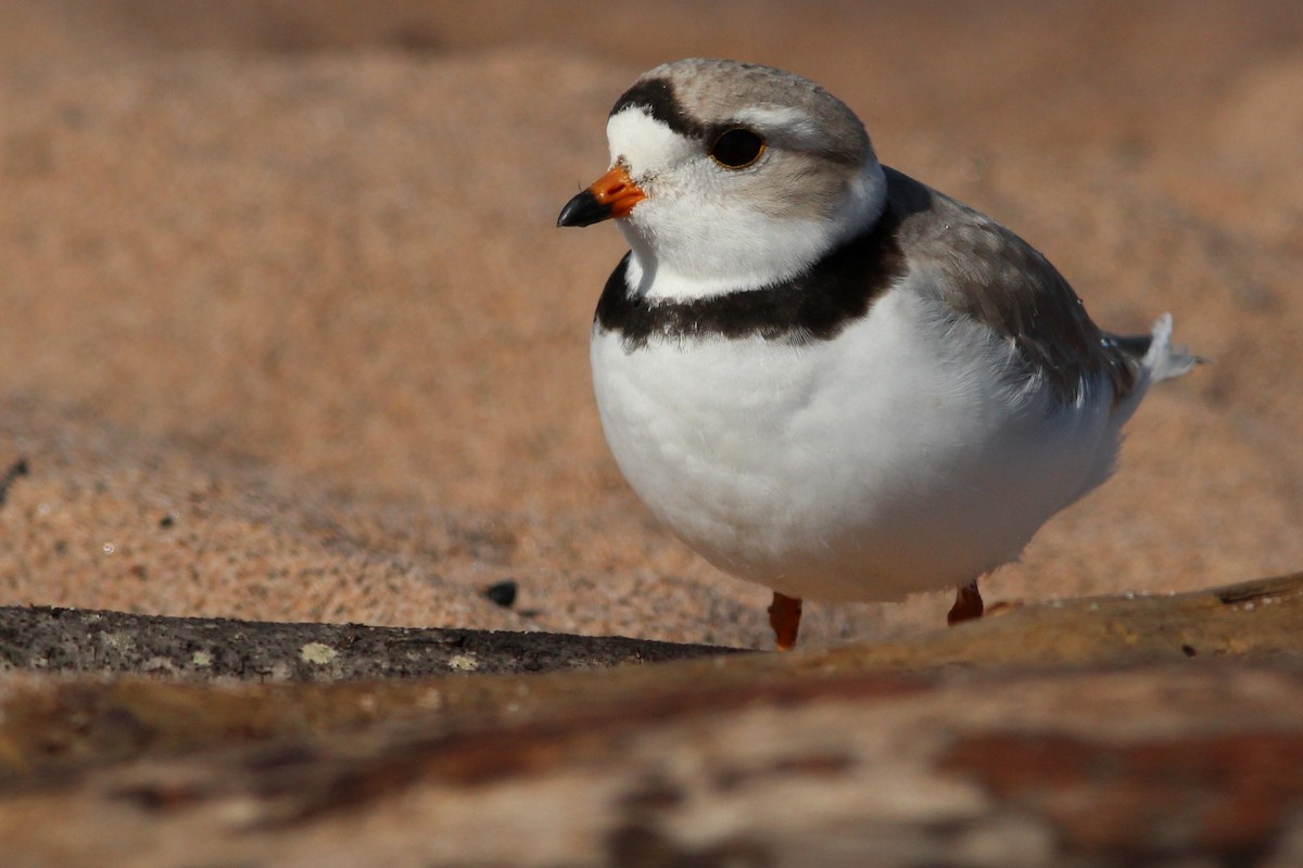 Piping Plover - Ted Keyel