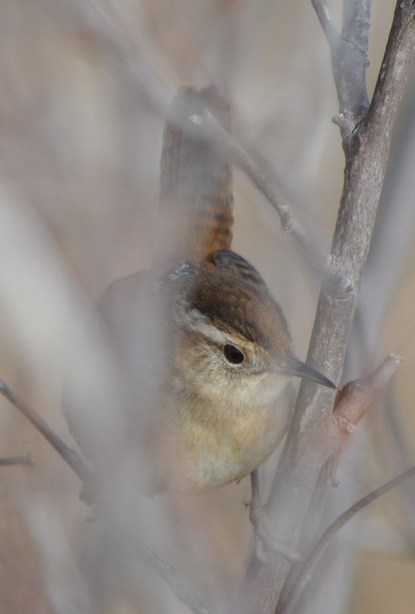 Marsh Wren - ML511023671