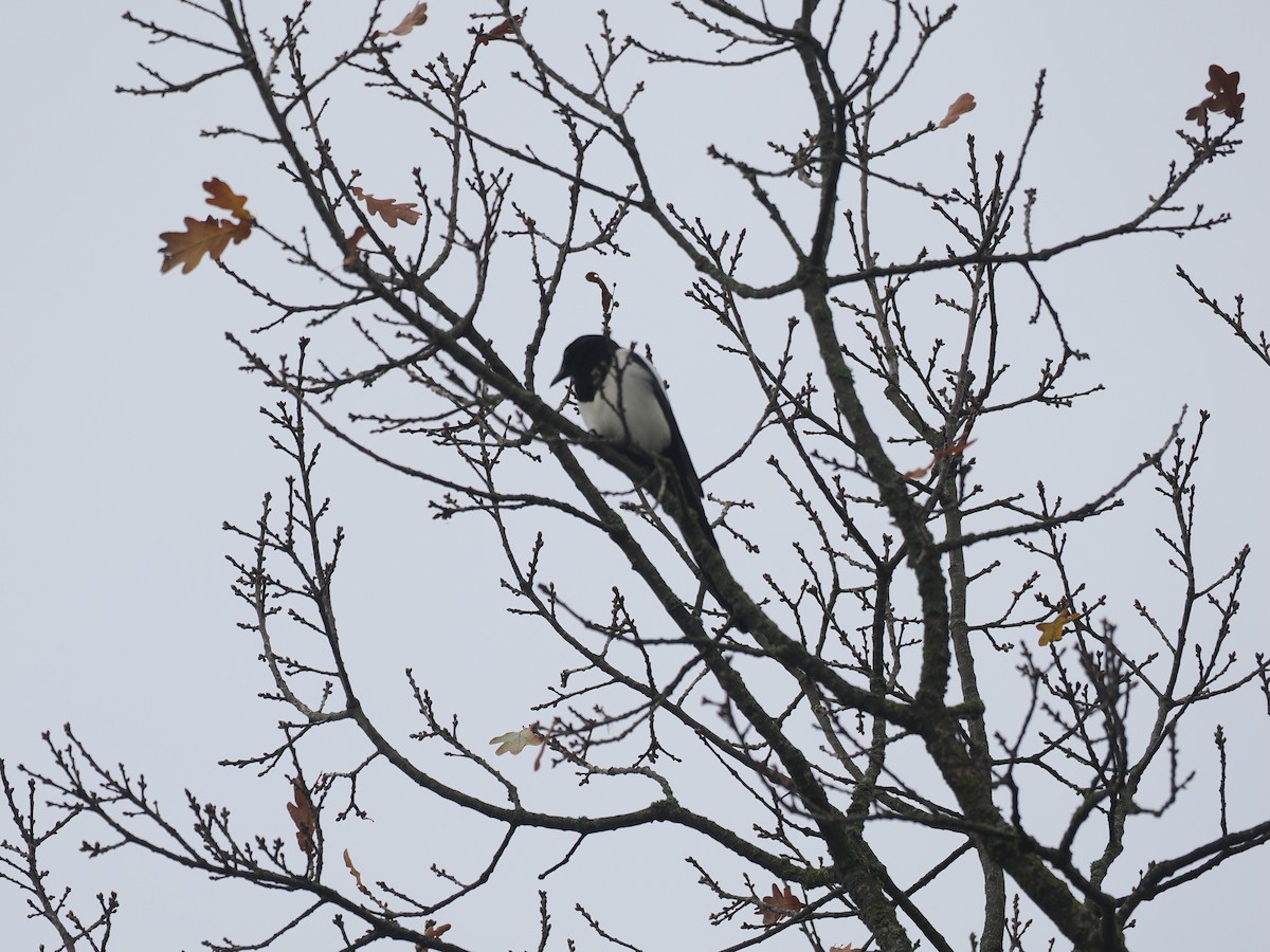 Eurasian Magpie - ML511023861