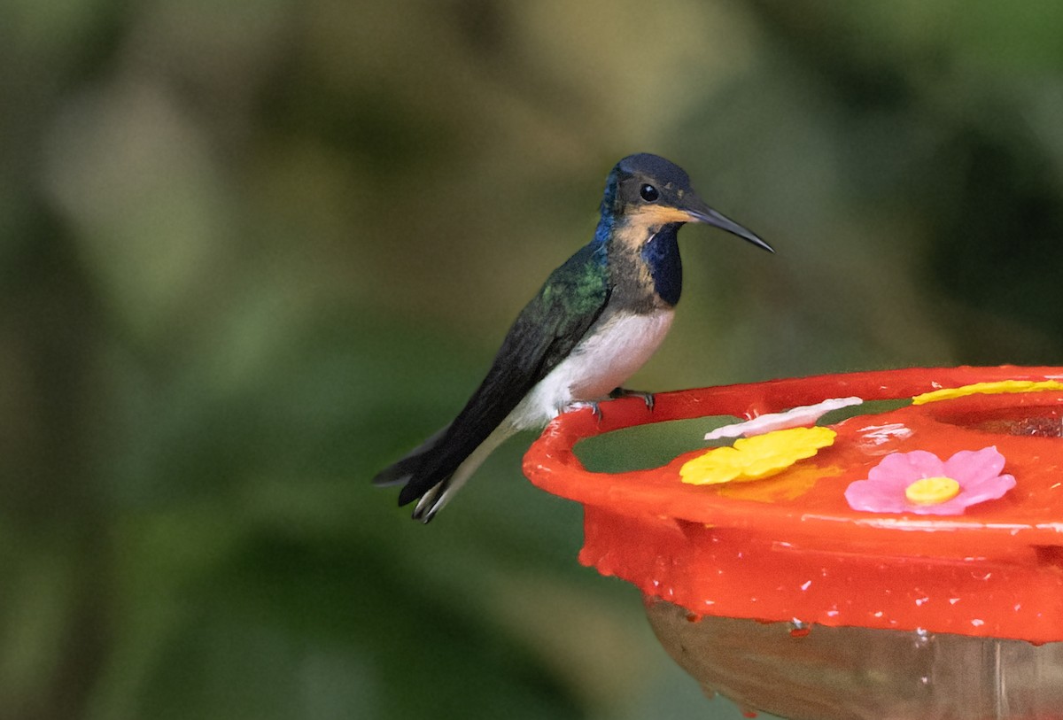 White-necked Jacobin - ML511025041