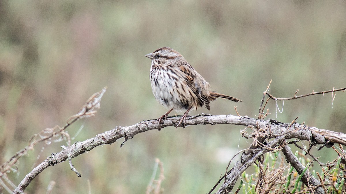 Song Sparrow - ML51102591