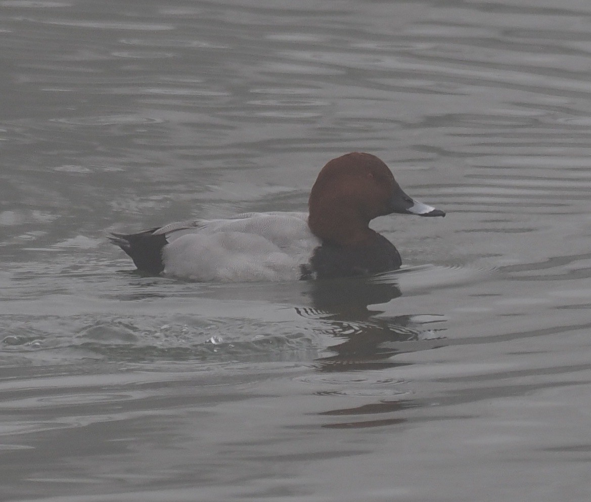 Common Pochard - ML511027051