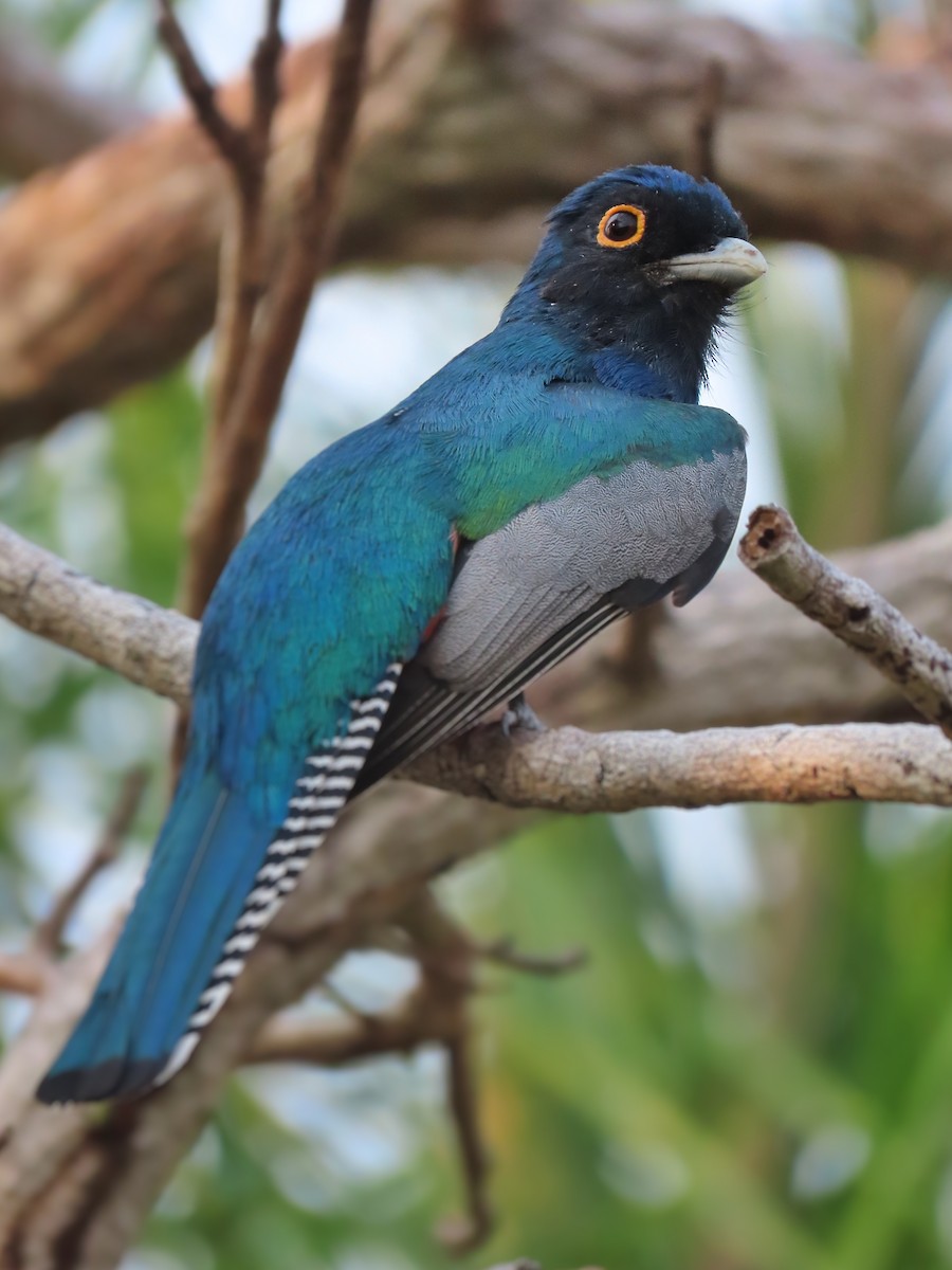 Blue-crowned Trogon - ML511028001