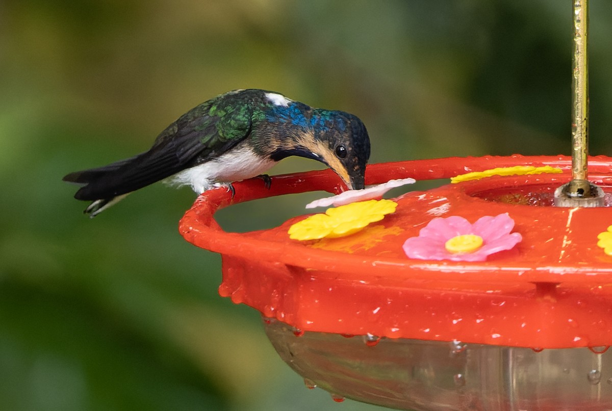 White-necked Jacobin - Phil Bartley