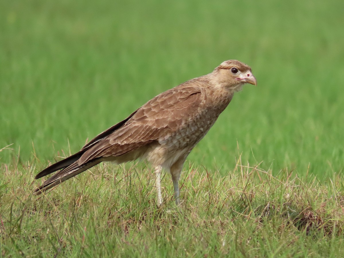 Chimango Caracara - ML511028651