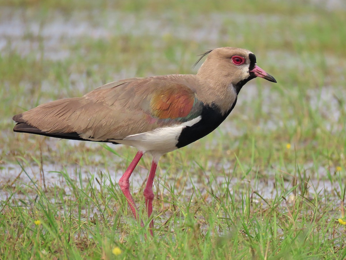 Southern Lapwing - ML511029181