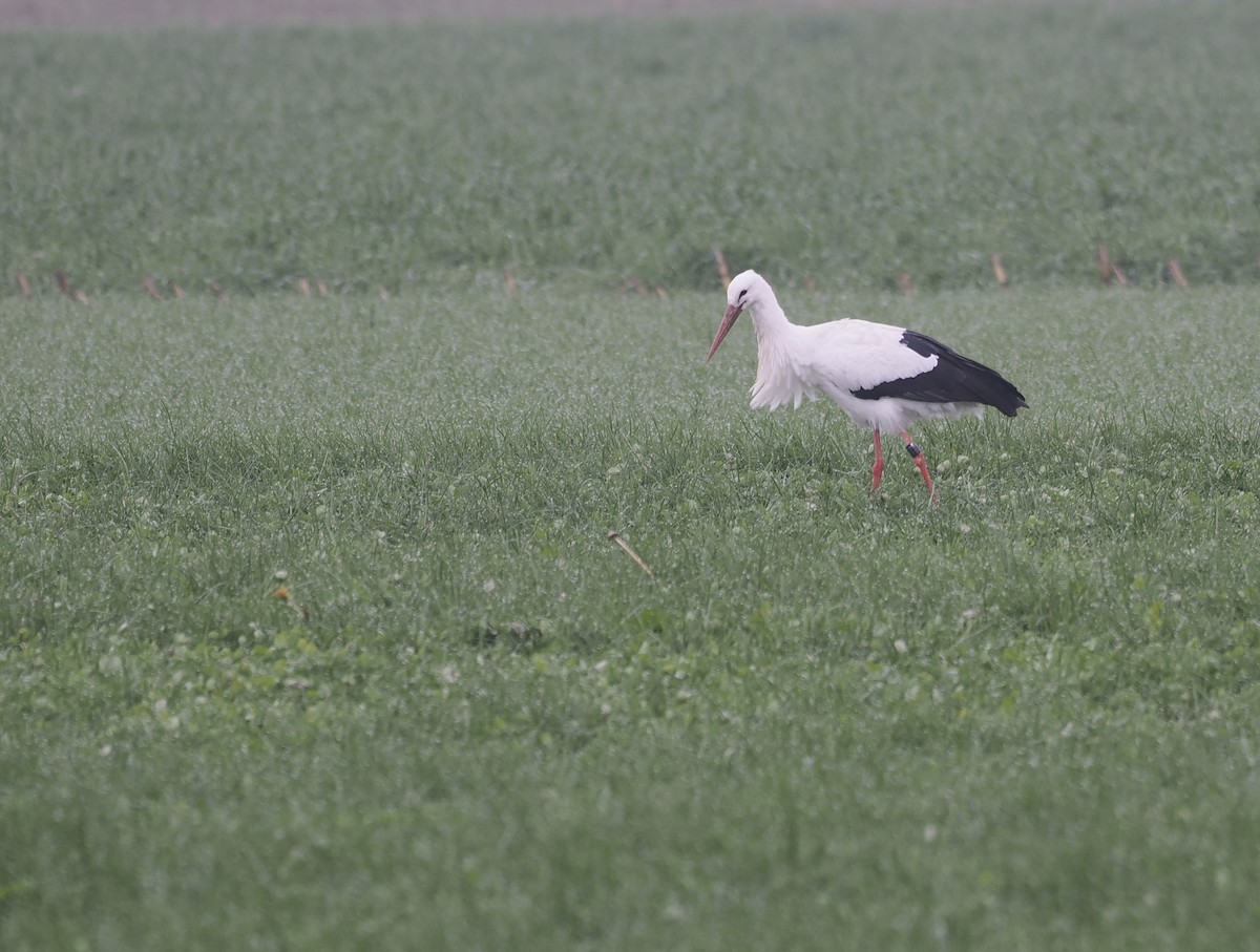 White Stork - ML511029261