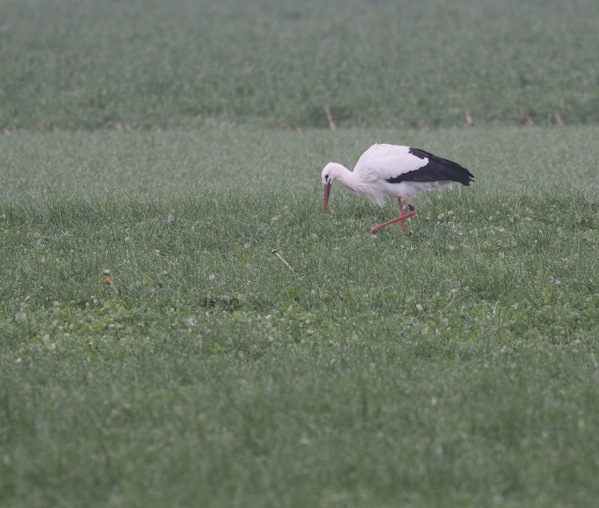 White Stork - ML511029311