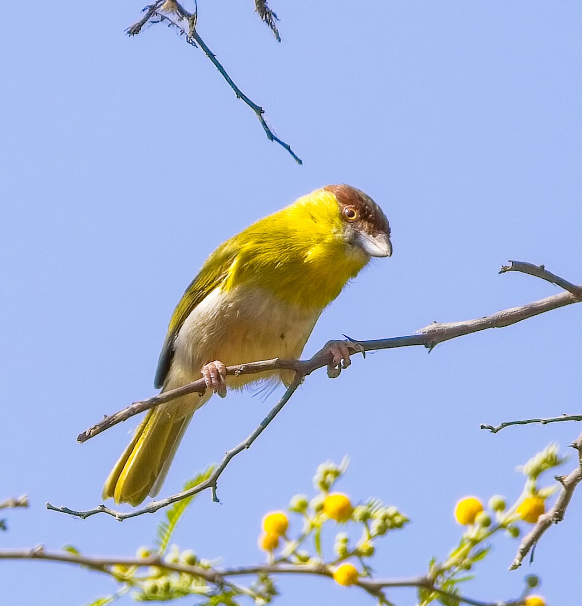 Rufous-browed Peppershrike - ML511029471