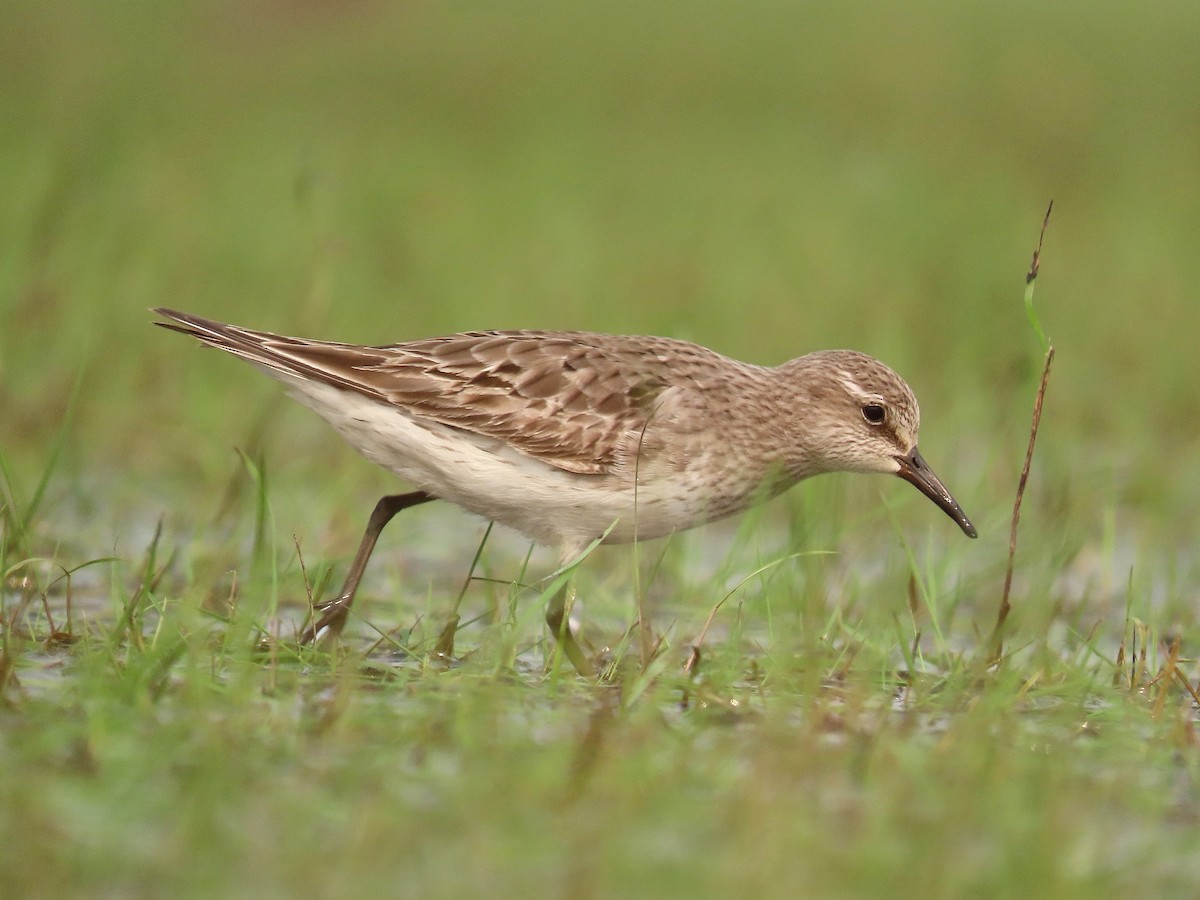 White-rumped Sandpiper - ML511029501