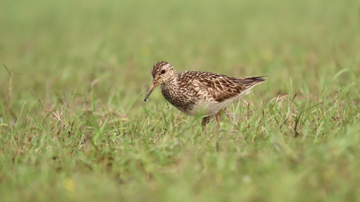 Pectoral Sandpiper - Àlex Giménez