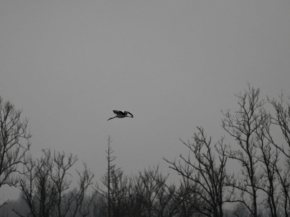 White Stork - ML511029981