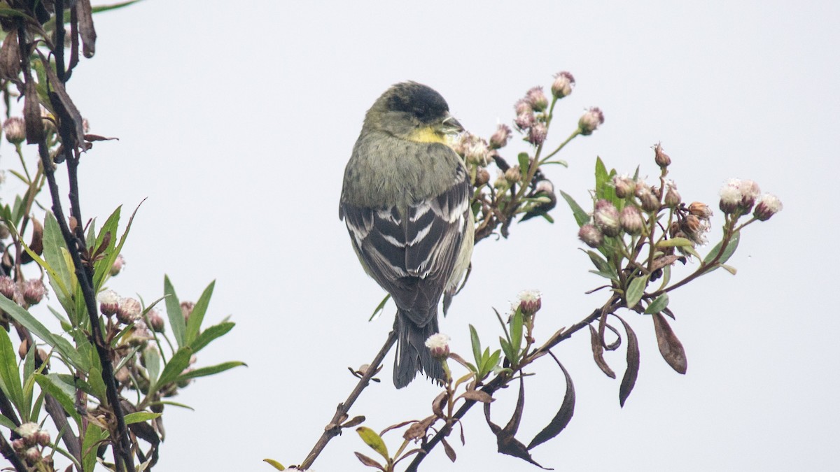 Lesser Goldfinch - ML51103041