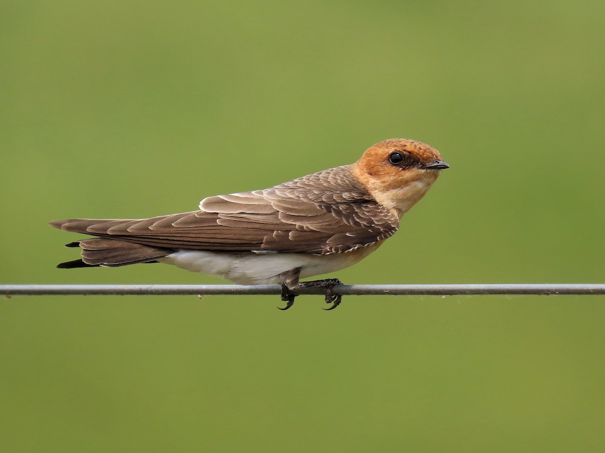 Tawny-headed Swallow - Àlex Giménez