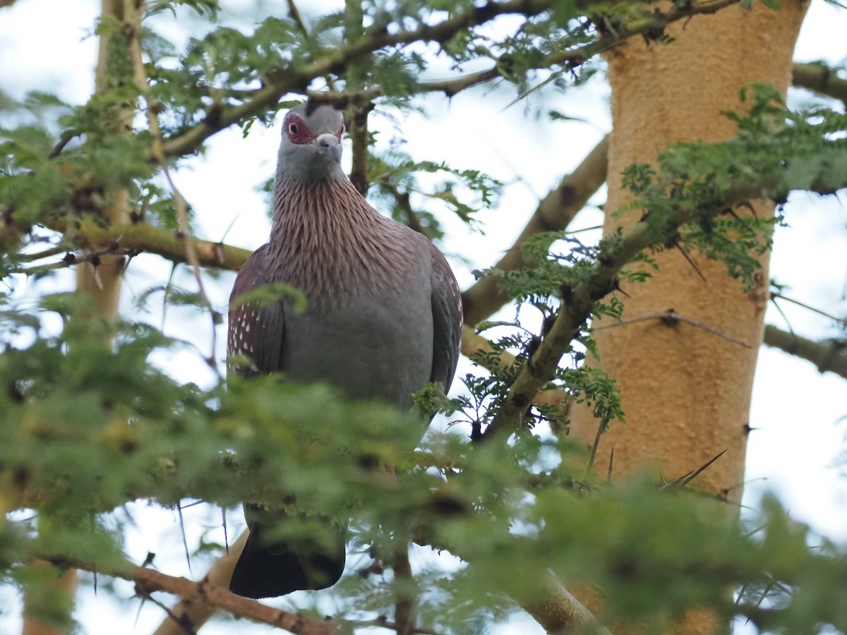 Speckled Pigeon - ML511031931