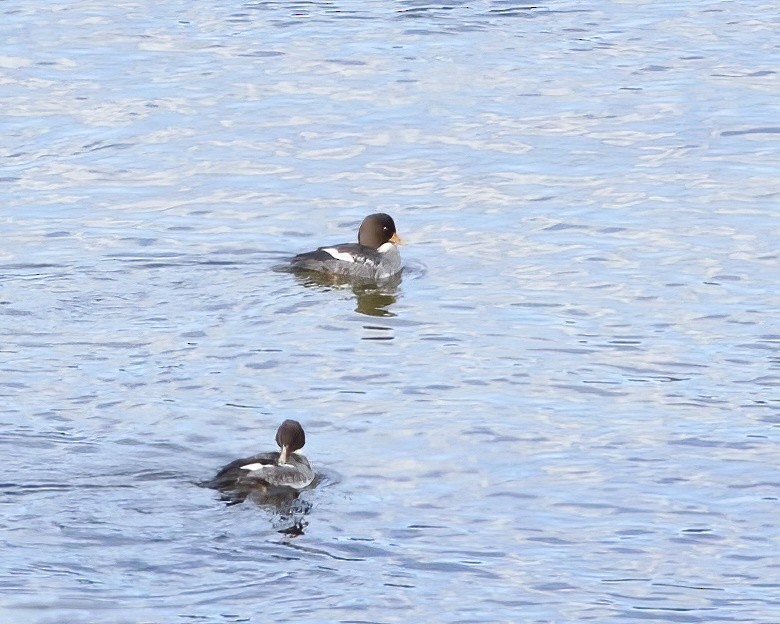 Barrow's Goldeneye - ML511032591