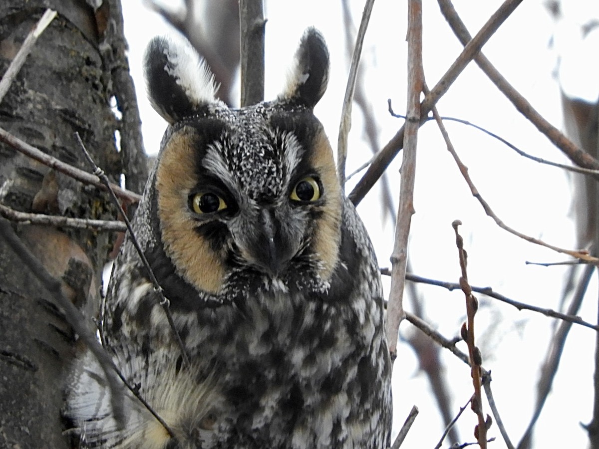 Long-eared Owl - Huw Williams