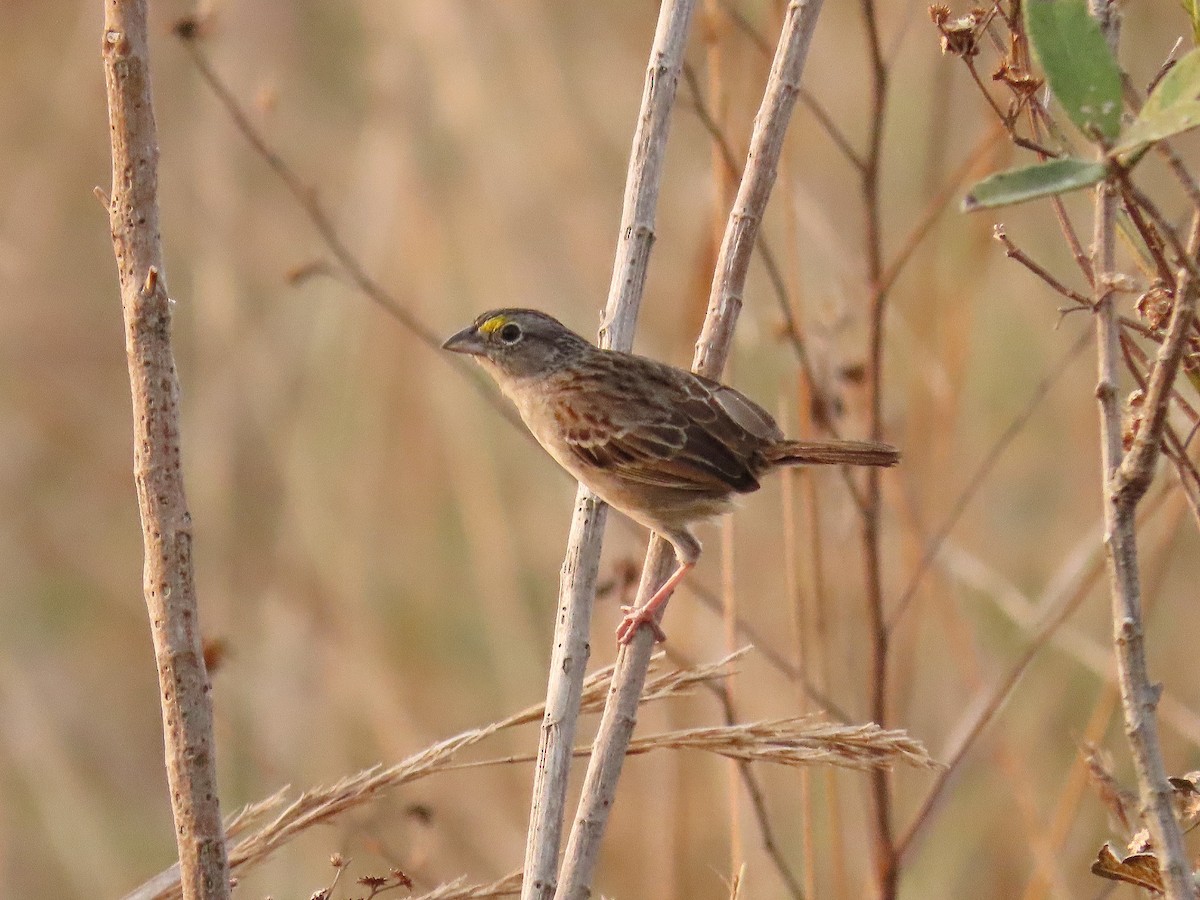 Grassland Sparrow - ML511035241