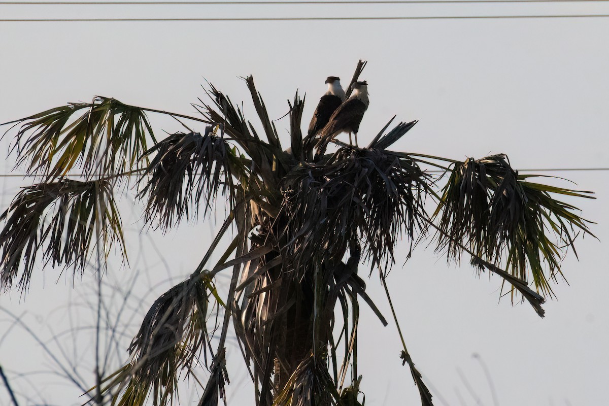 Crested Caracara - ML511035271