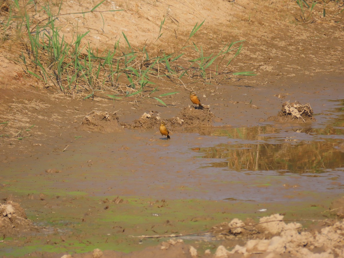 Tawny-bellied Seedeater - ML511035571
