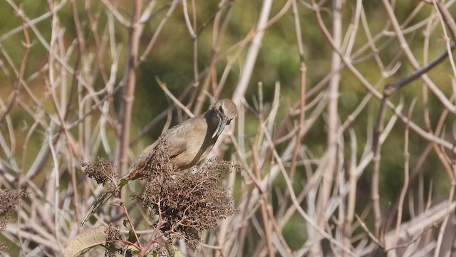 California Thrasher - ML511035771