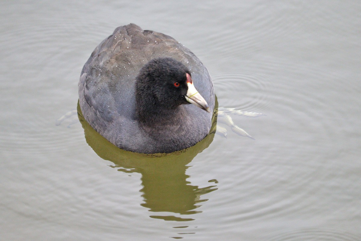 American Coot - Steven Fasciana