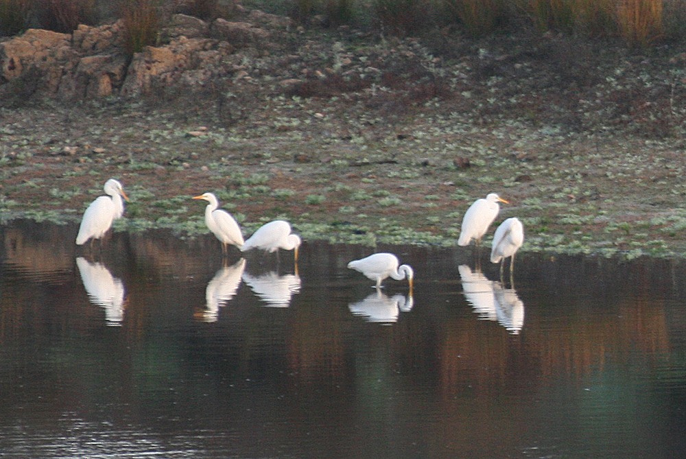 Great Egret - ML511036041