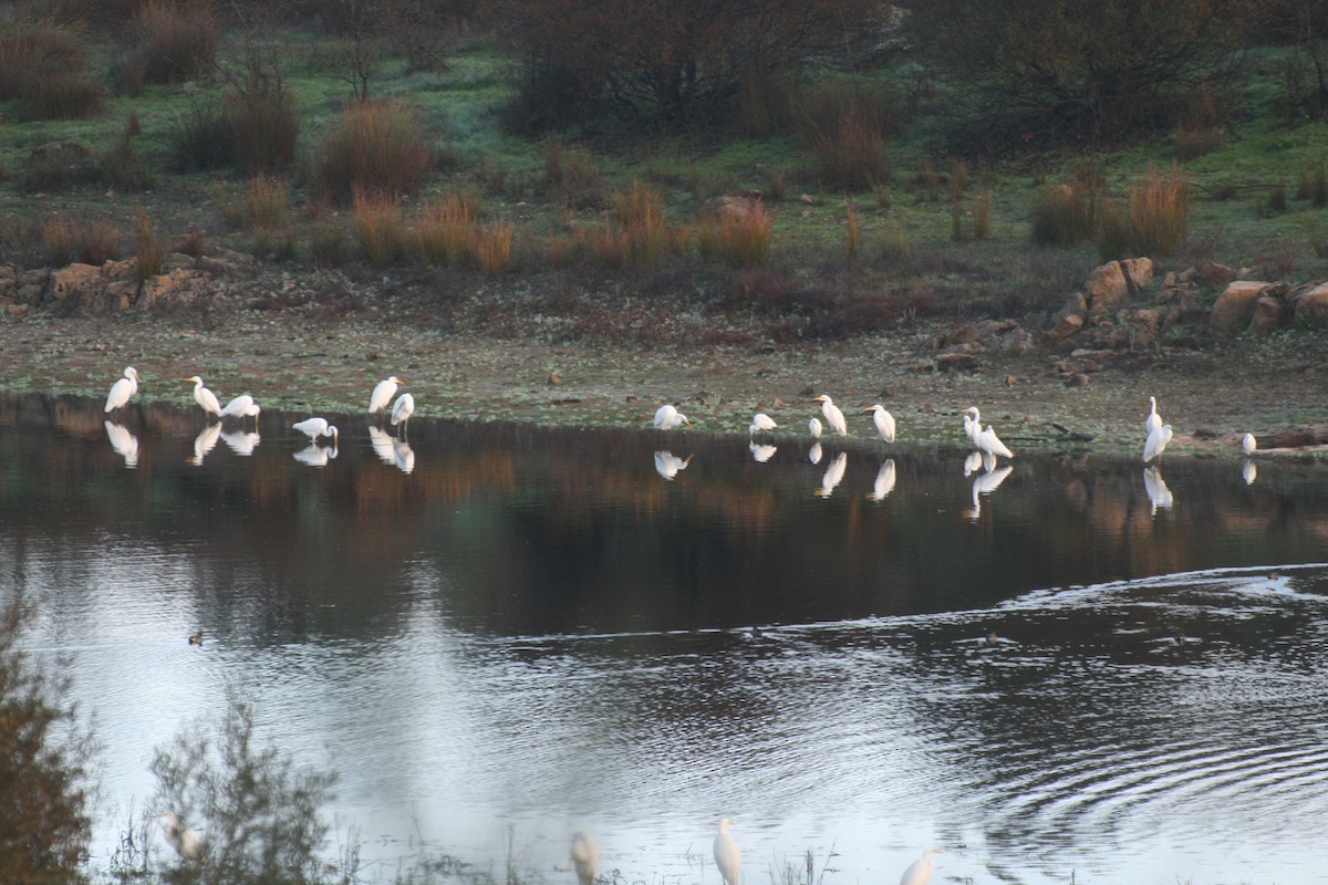 Great Egret - ML511036051