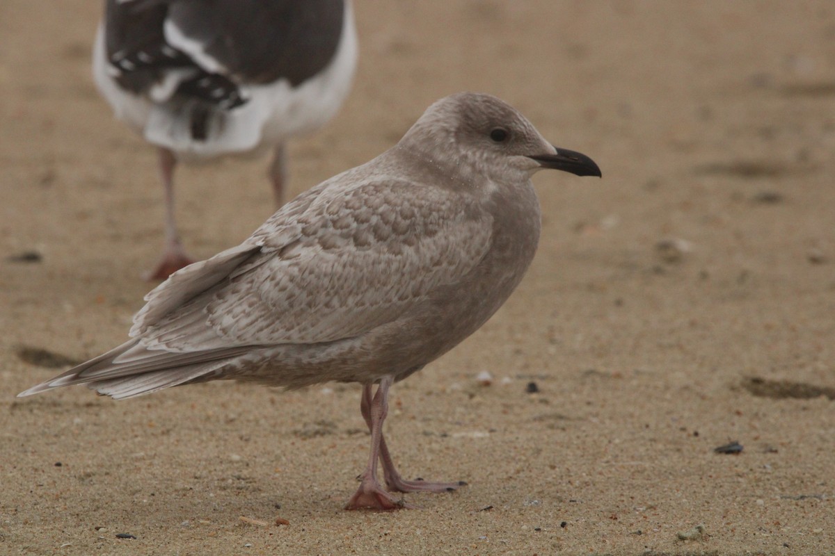 Iceland Gull (kumlieni) - Keith Leonard