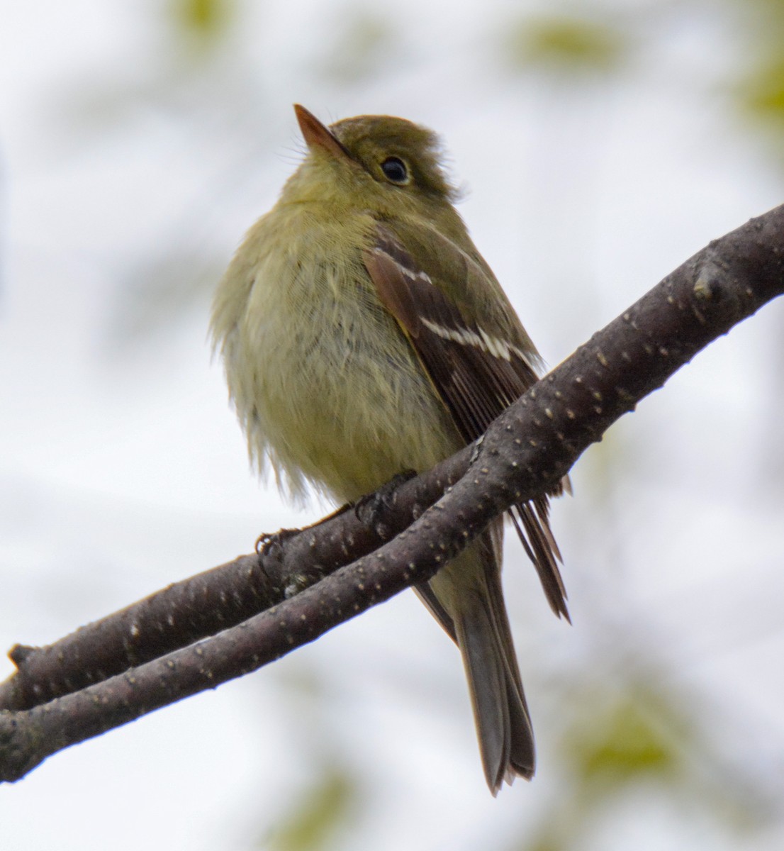 Yellow-bellied Flycatcher - ML511040331