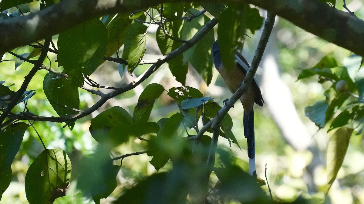 Rufous Treepie - ML511040911