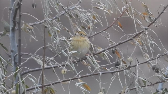 LeConte's Sparrow - ML511041111