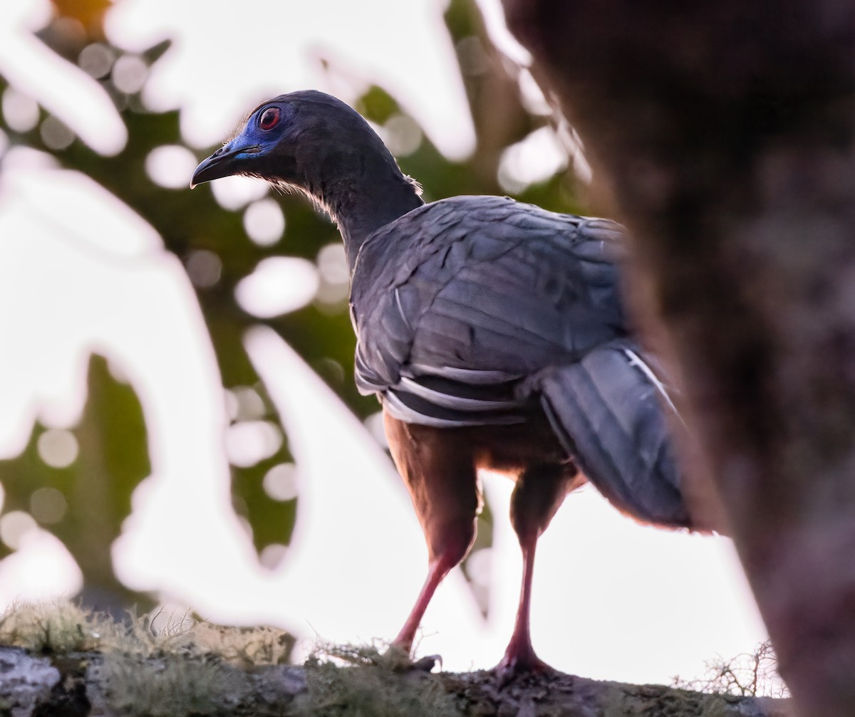 Sickle-winged Guan - ML511043381