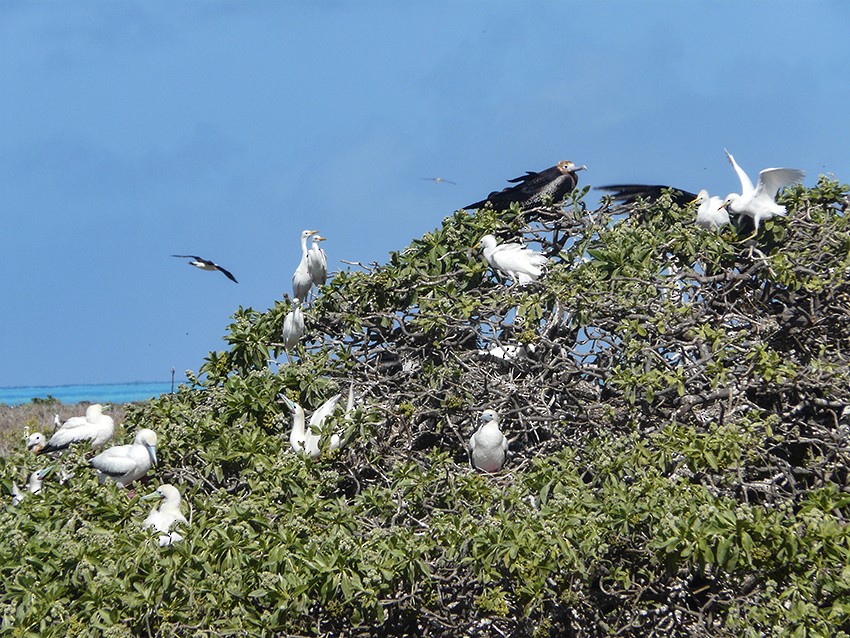 Western/Eastern Cattle Egret - ML511044971