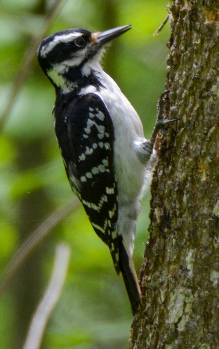 Hairy Woodpecker - ML511045651