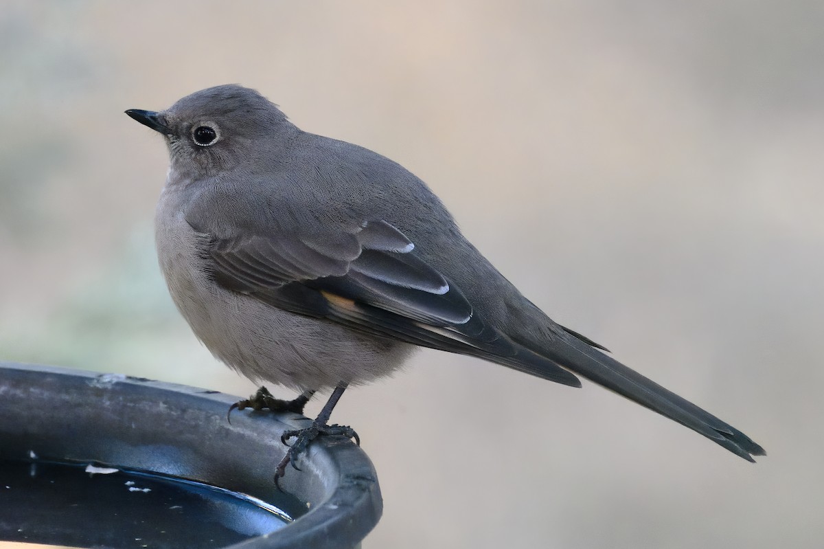 Townsend's Solitaire - ML511047241