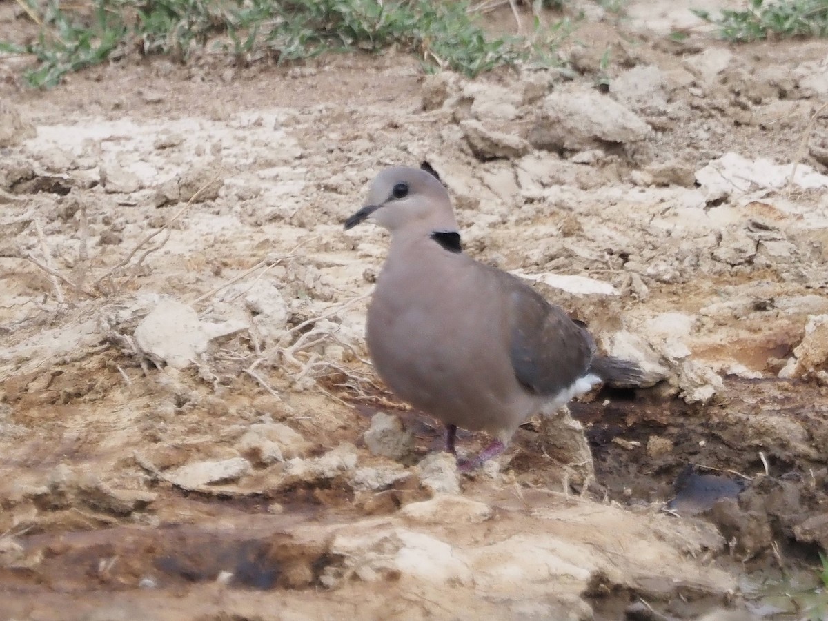 Ring-necked Dove - ML511048051