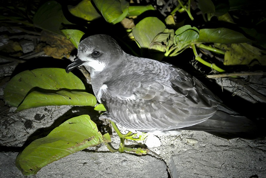 Bonin Petrel - ML511048801