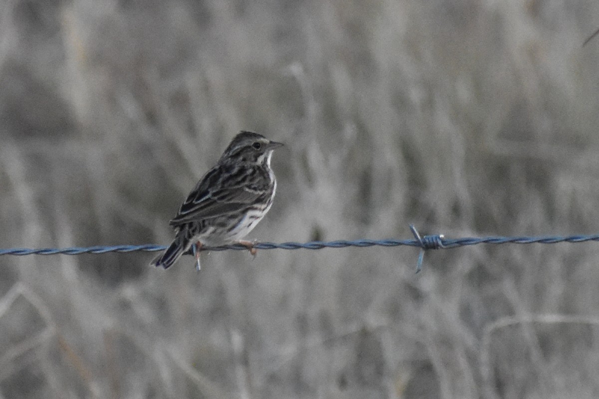 Savannah Sparrow - Brian Byrnes