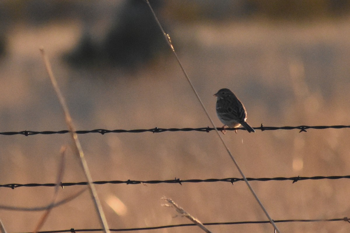 Vesper Sparrow - ML511050351