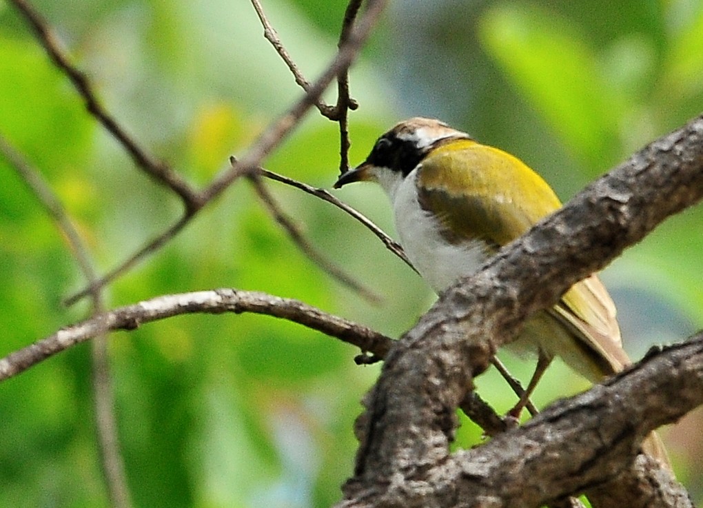 White-throated Honeyeater - ML511050371