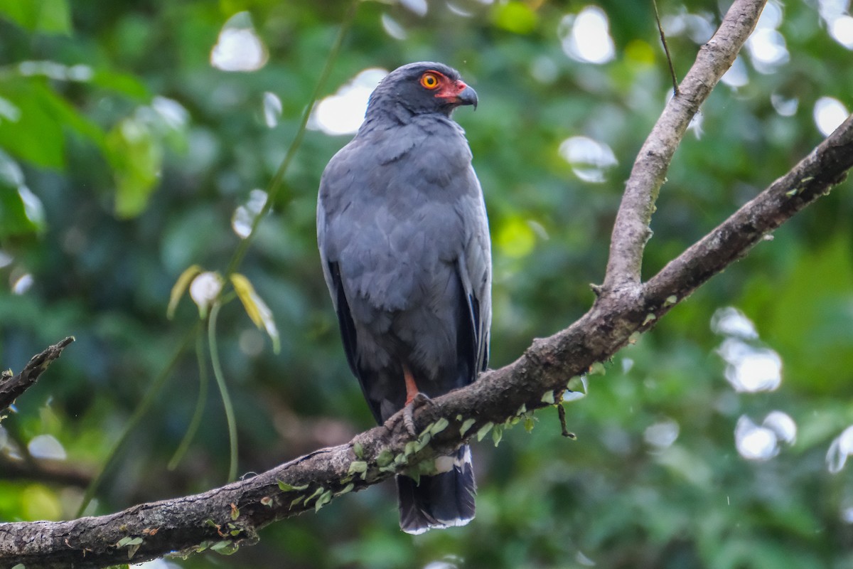 Slate-colored Hawk - Oscar Vazquez