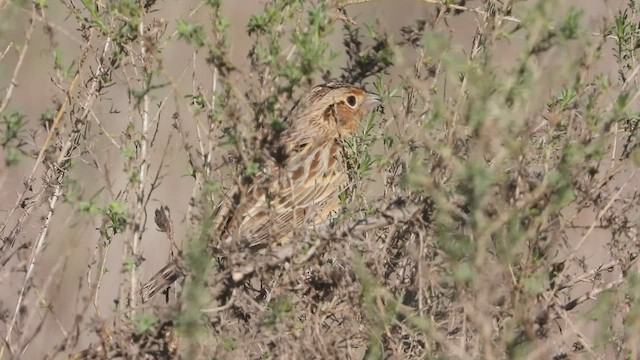 Grasshopper Sparrow - ML511051801