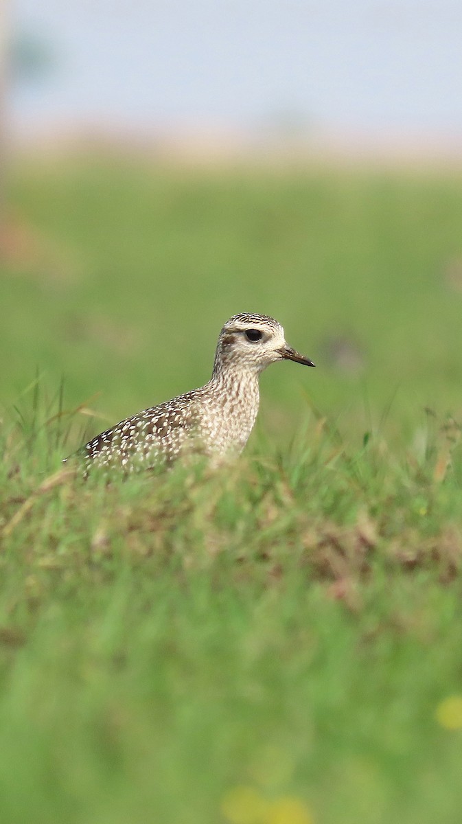 American Golden-Plover - ML511052611