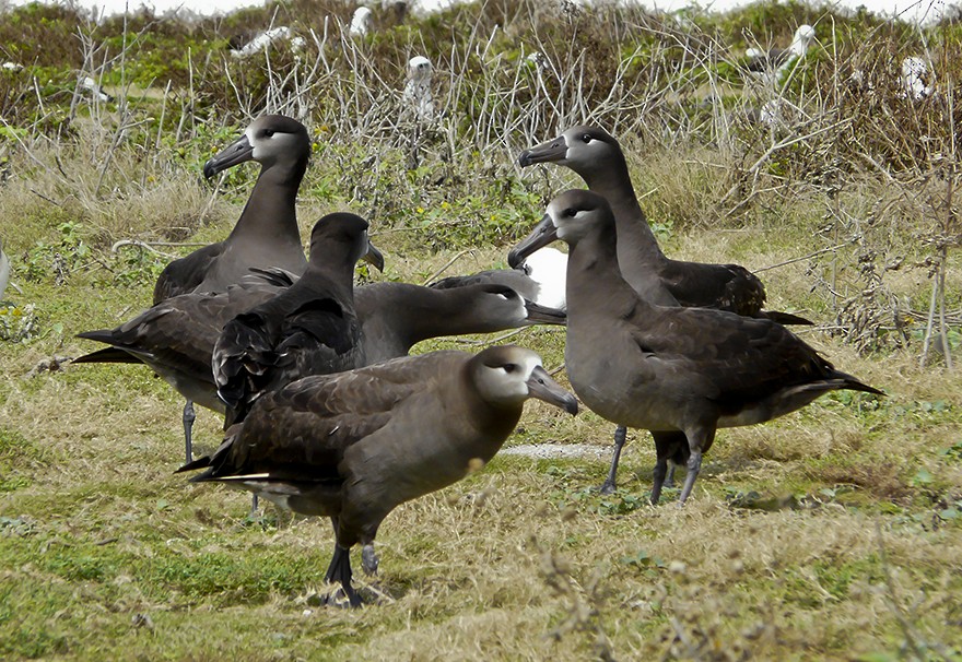 Albatros à pieds noirs - ML511052771