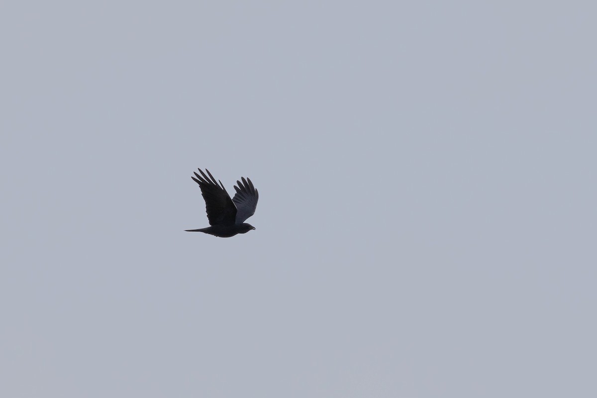 Fish Crow - ML511053371